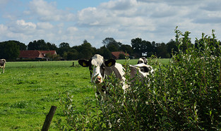 schwarz-bunte Kuh auf der Weide