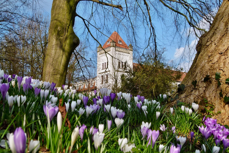 Krokusse vor dem Auricher Schloss 