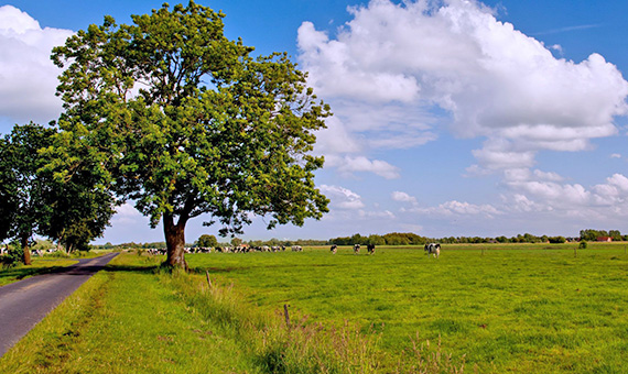 Grüne Weide, blauer Himmel und Ostfriesische "Schäfchen-Wolken"
